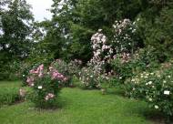 Villa Giustiniani – Fotogallery il Roseto – 28